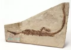 ʯͼƬ